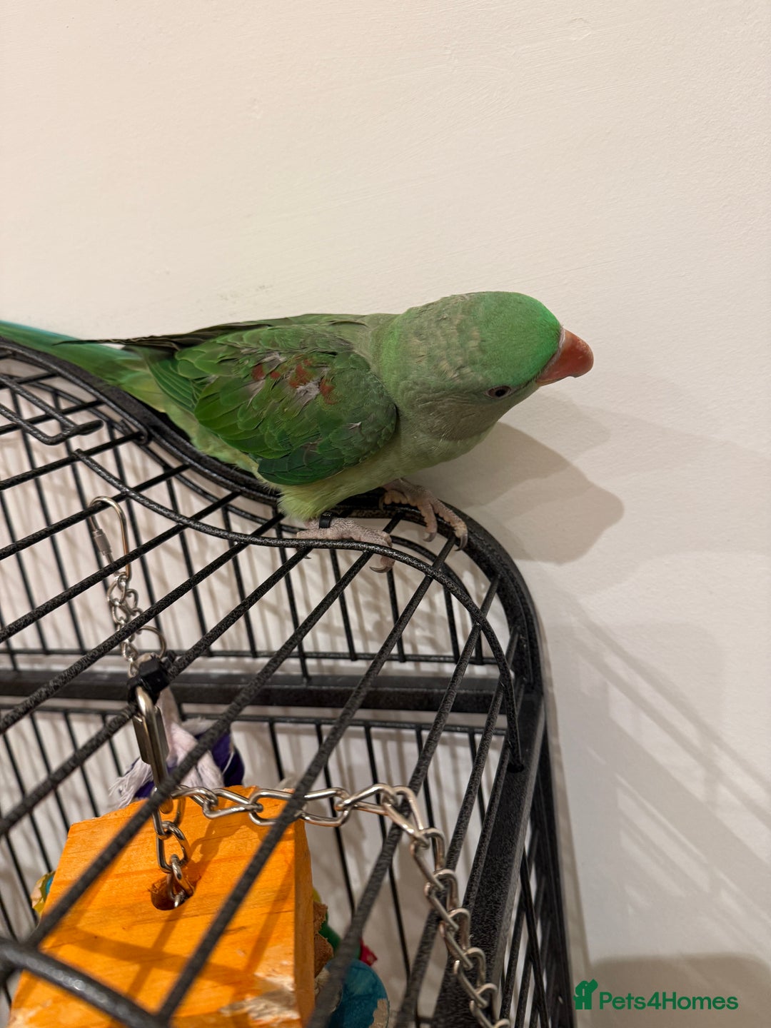 Parrots birds for sale: Alexander - Image 3