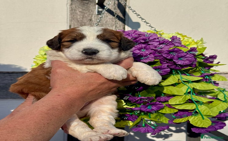 Saint Bernard dogs - Advert 4