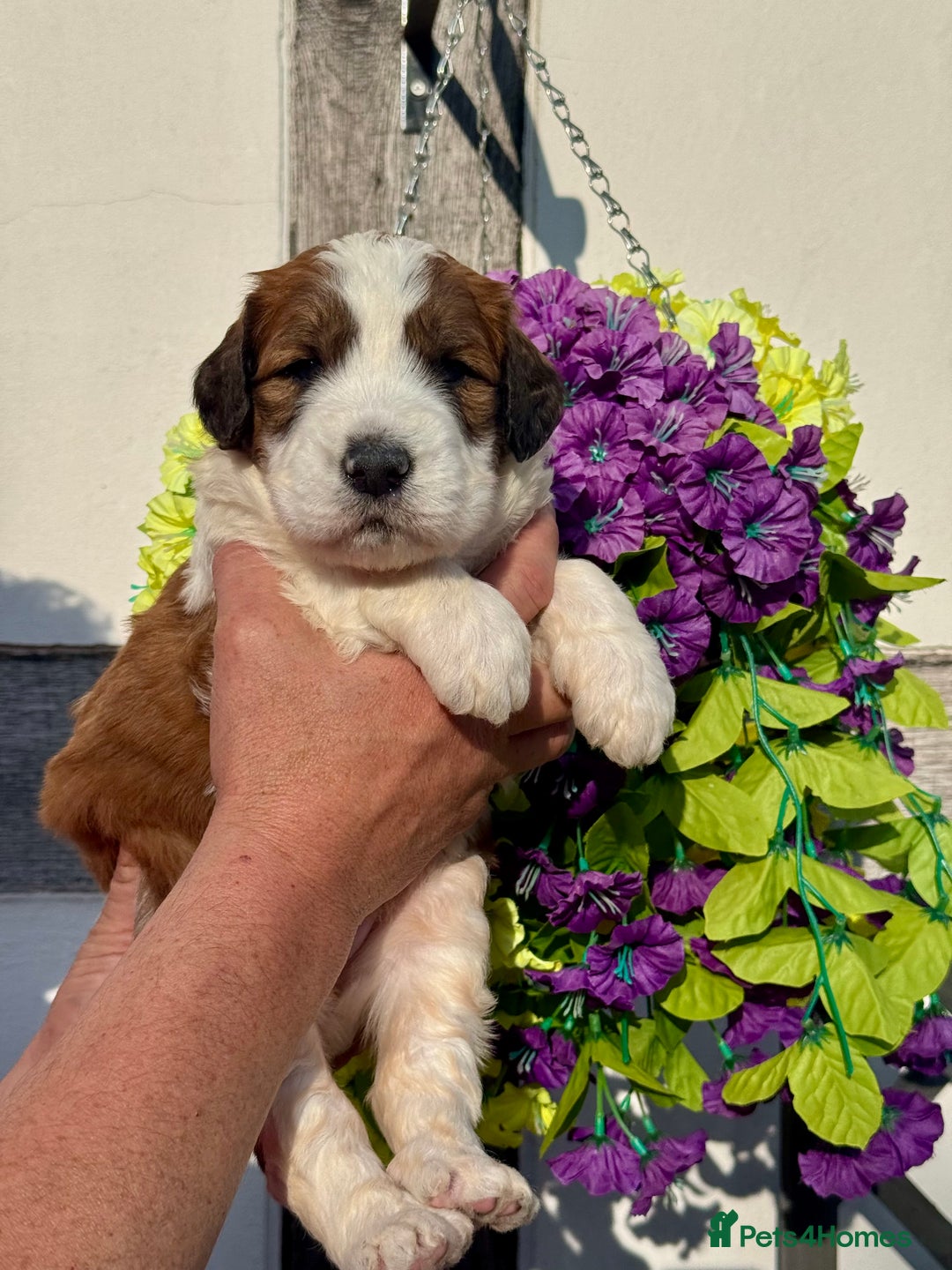Saint Bernard dogs for sale: F1 st doodles puppies for sale - Image 9