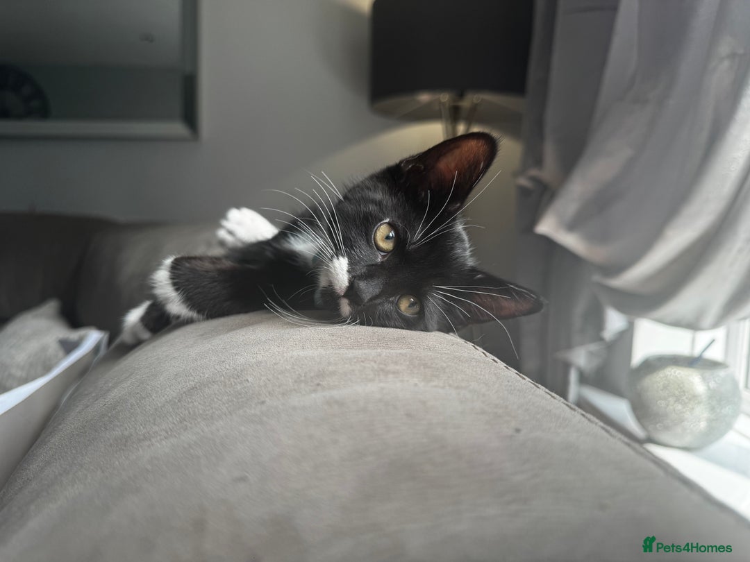 European cats for sale: Cat needs rehoming - Image 1