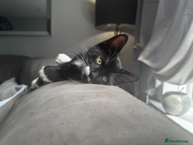 European cats - Advert 1