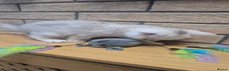 British Shorthair cats for sale: British Shorthairs  - Advert 35