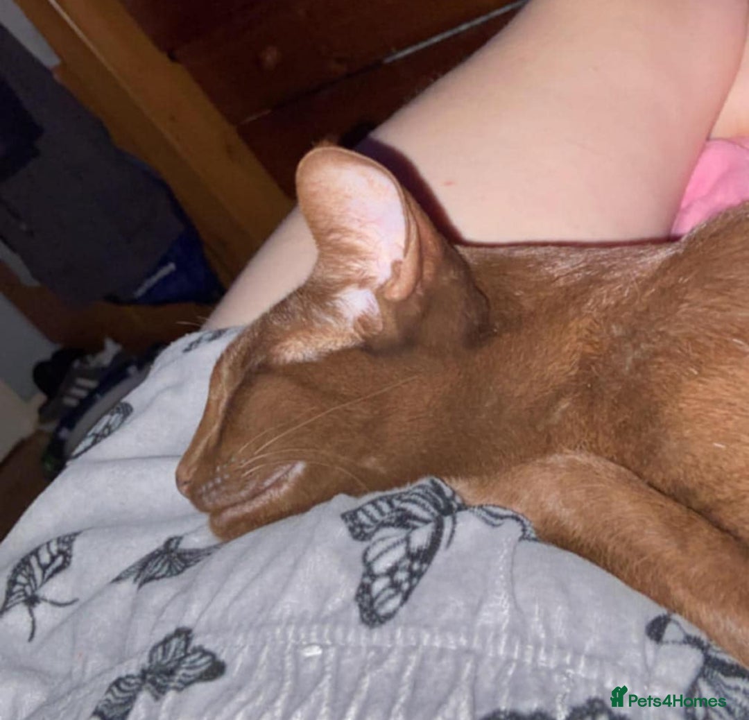 Oriental cats for sale: GCCF Oriental Shorthair Neutered Female For Sale - Image 11