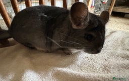 Chinchilla rodents for sale: Pair of Young Female Chinchillas - Image 11