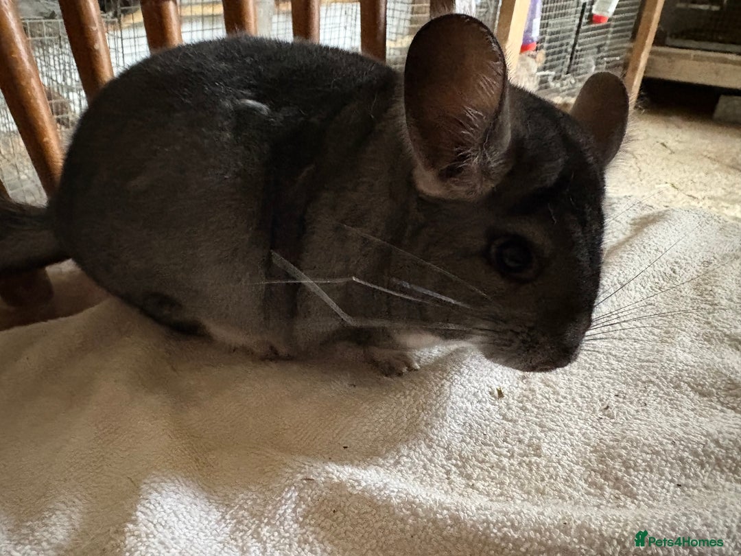 Chinchilla rodents for sale: Pair of Young Female Chinchillas - Image 11