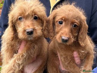 Labradoodle dogs Quality F1b Deep Red Miniature Labradoodles - Advert 16