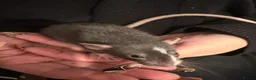Rat rodents for sale: Adorable Dumbo baby rats  - Advert 2