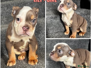 Olde English Bulldogge dogs - Advert 34