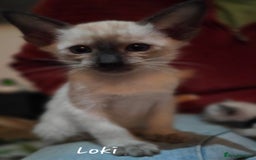 Siamese cats for sale: *1 left*Beautiful GCCF registered Siamese kittens  - Image 19