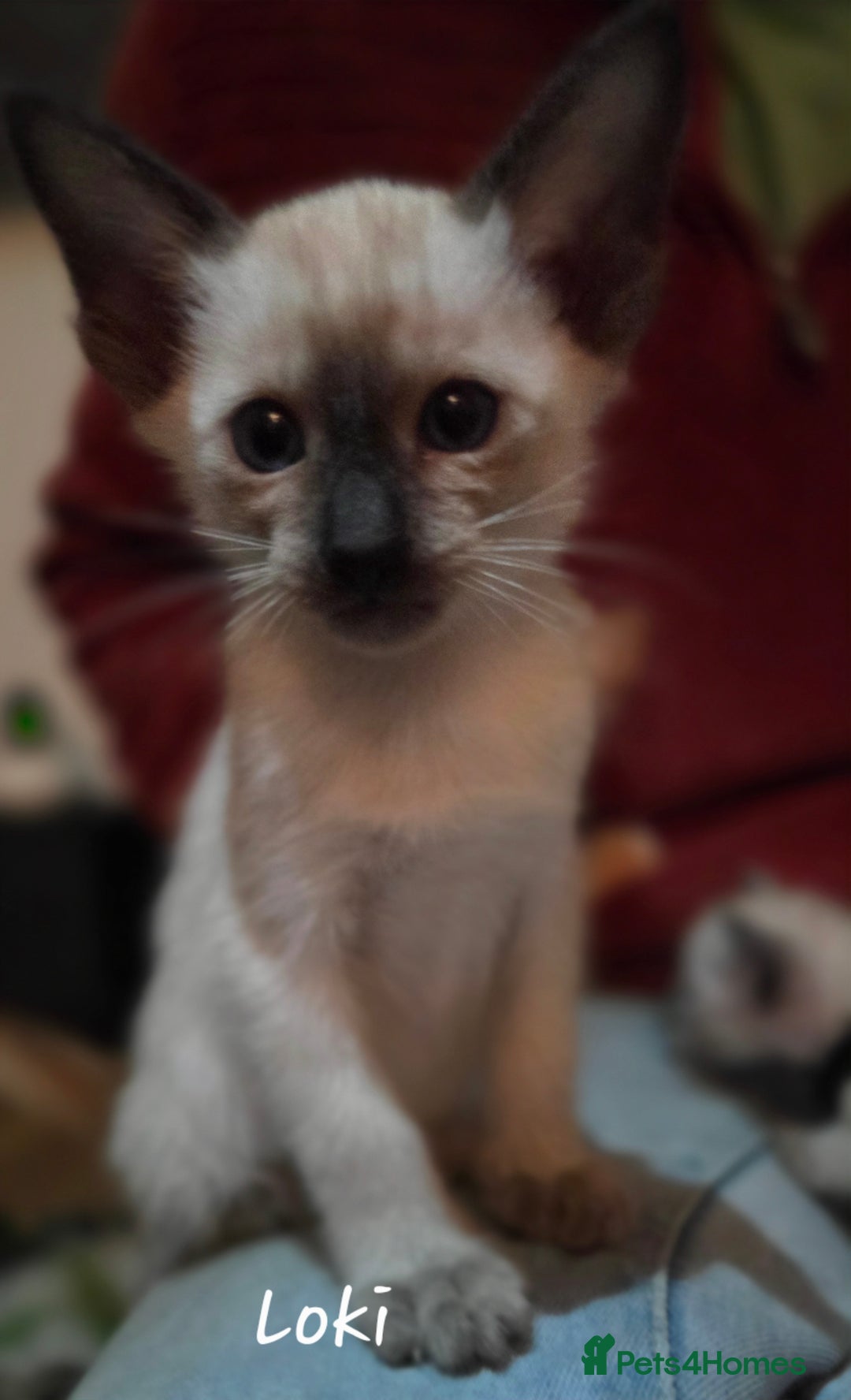 Siamese cats for sale: *1 left*Beautiful GCCF registered Siamese kittens  - Image 19