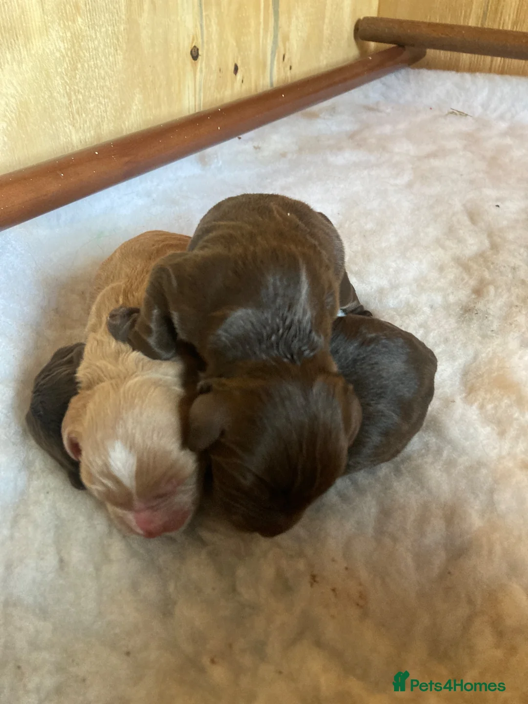 Cocker Spaniel dogs for sale: Working cocker spaniel puppies (no docked tails) in Norwich - Advert 5