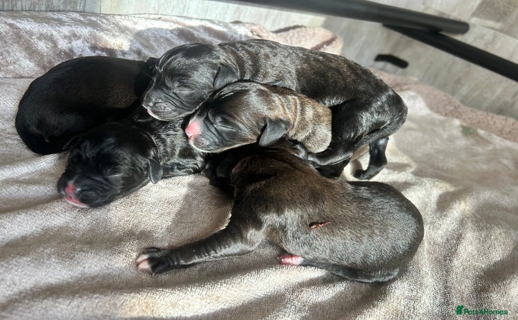 Mixed Breed dogs - Advert 1