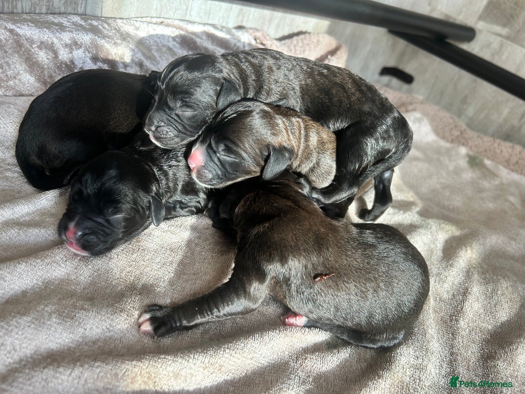 Mixed Breed dogs for sale:  Boxer-Doodle - Image 1