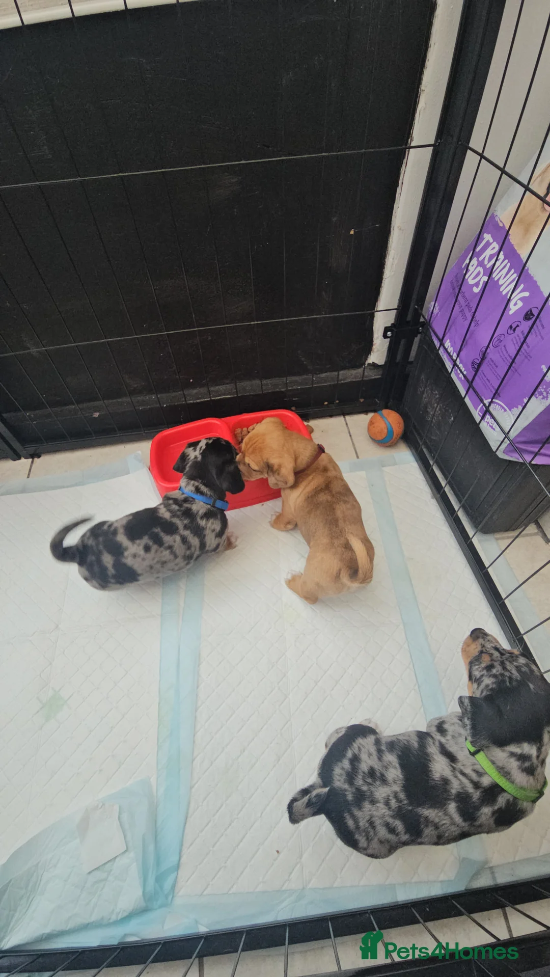 Jackshund dogs for sale: A stunning Jack Russell Terrier and Dachshund mix. - Advert 15