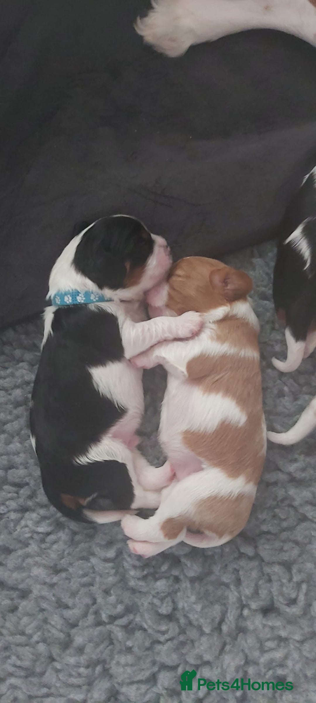 Cavalier King Charles Spaniel dogs for sale: Cavalier King Charles Spaniel Puppies for Sale 🐾 - Image 26