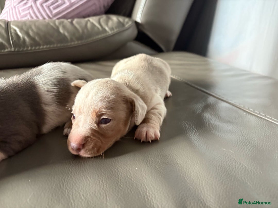 Mixed Breed dogs for sale: Jack Russel/miniature Datchound - Image 15