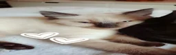 Siamese cats for sale: Siamese/ Ghost tabby  - Advert 8