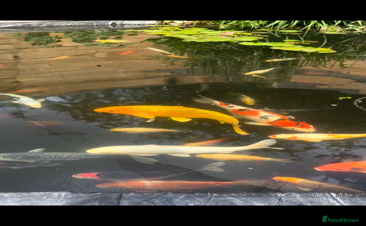 Koi Carp fish - Advert 1