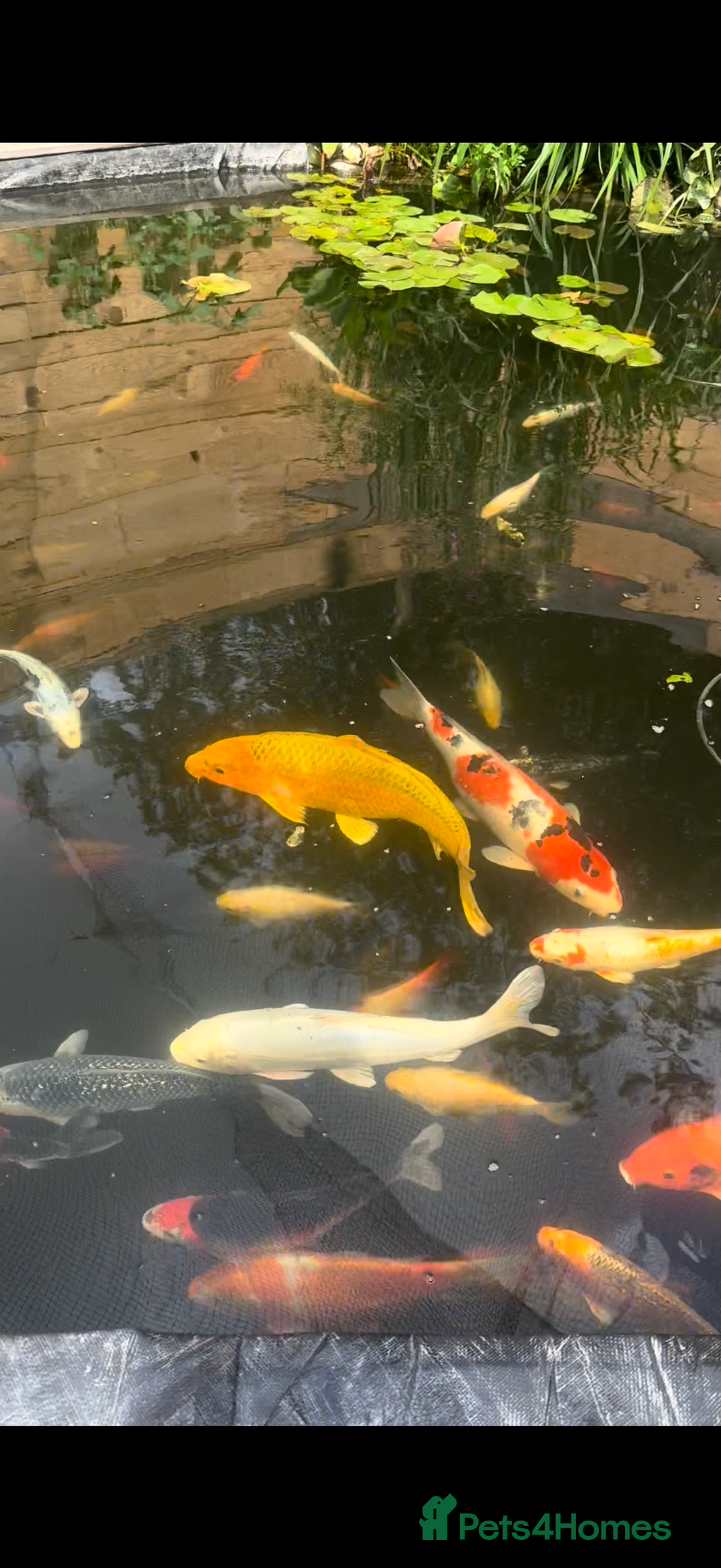Koi Carp fish for sale: Pond closure  - Image 1