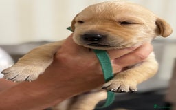 Labrador Retriever dogs for sale: Stunning, White/Yellow KC Registered Labrador Pups - Image 34