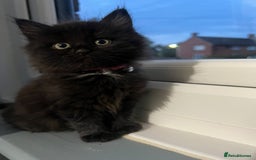 RagaMuffin cats for sale: Ragamuffin kittens  - Image 1