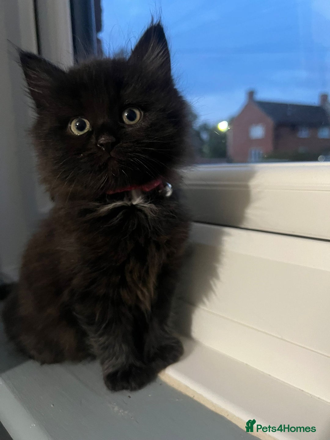 RagaMuffin cats for sale: Ragamuffin kittens  - Image 1