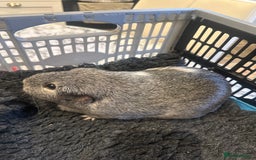 Guinea Pig rodents for sale: Guinea Pig - Advert 1