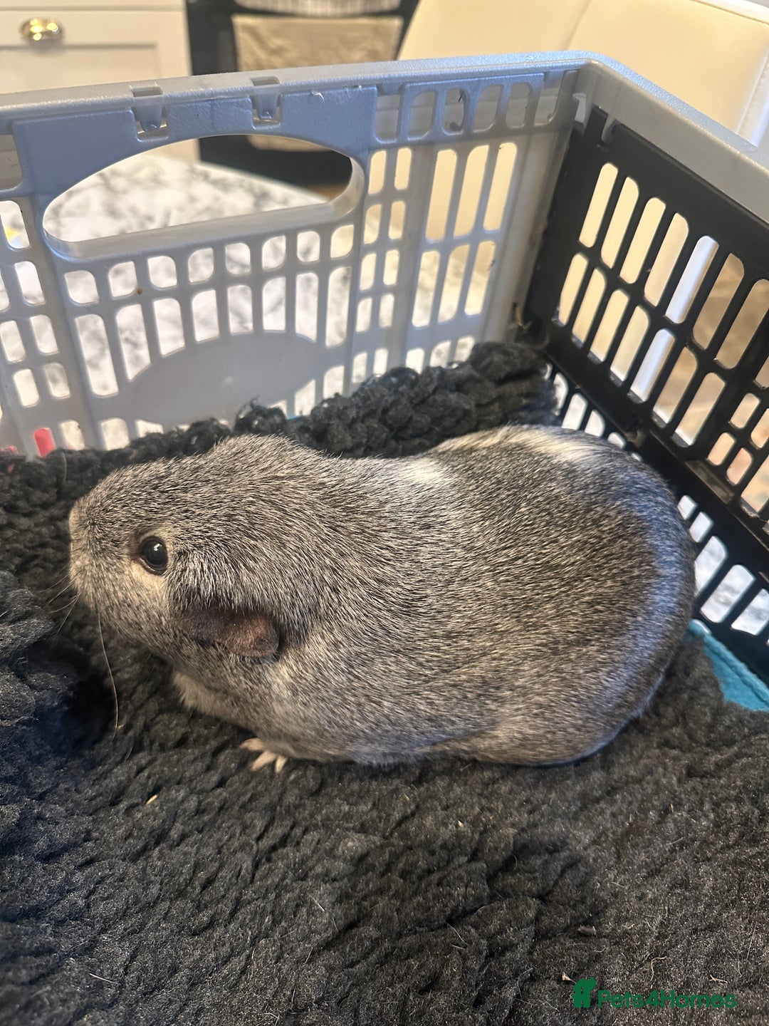 Guinea Pig rodents for sale: Guinea Pig - Advert 1