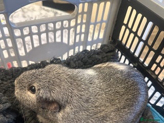 Guinea Pig rodents for sale: Guinea Pig - Advert 1