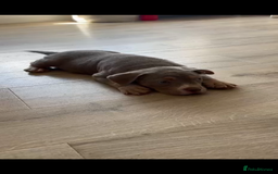 American Bully dogs for sale: American Pocket Bully (3 Generations).  - Image 6