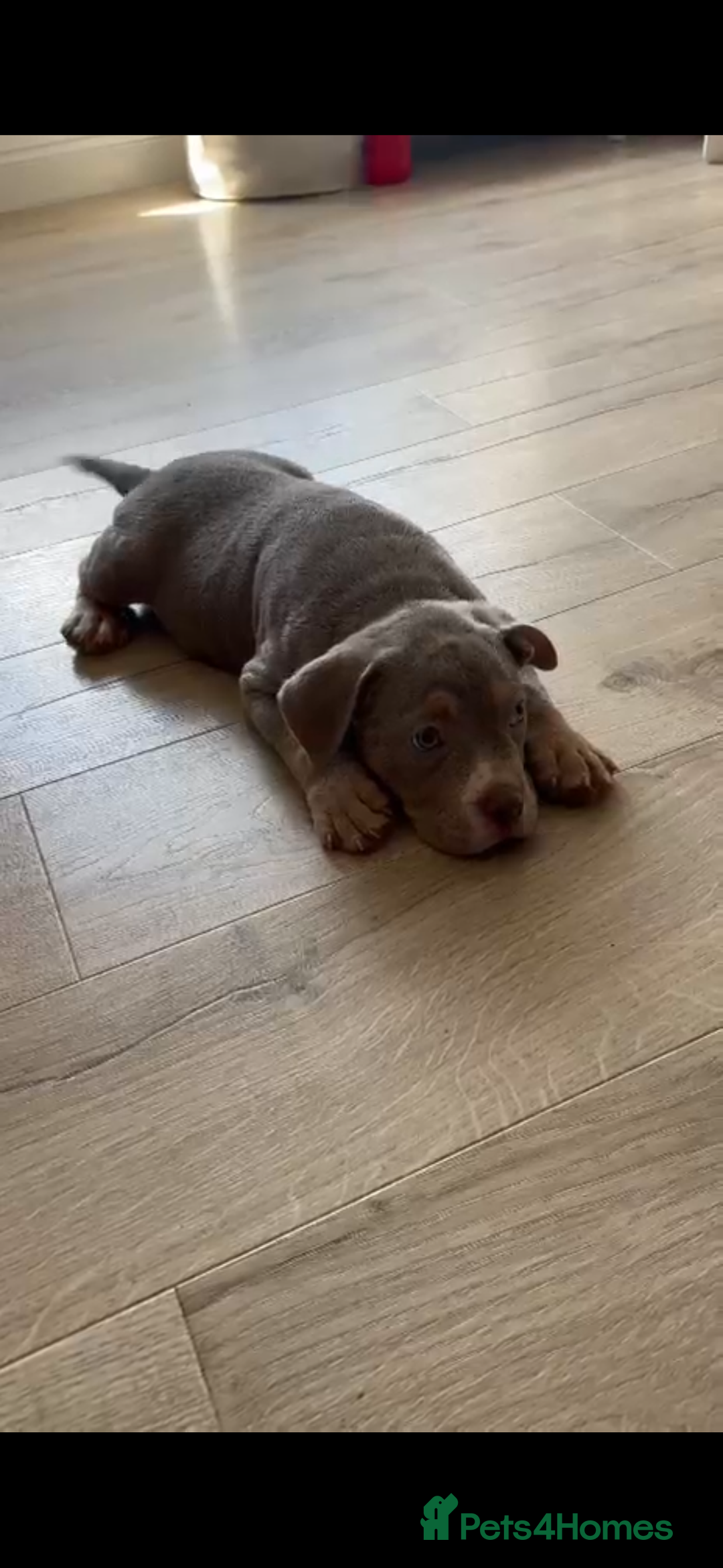American Bully dogs for sale: American Pocket Bully (3 Generations).  - Image 6