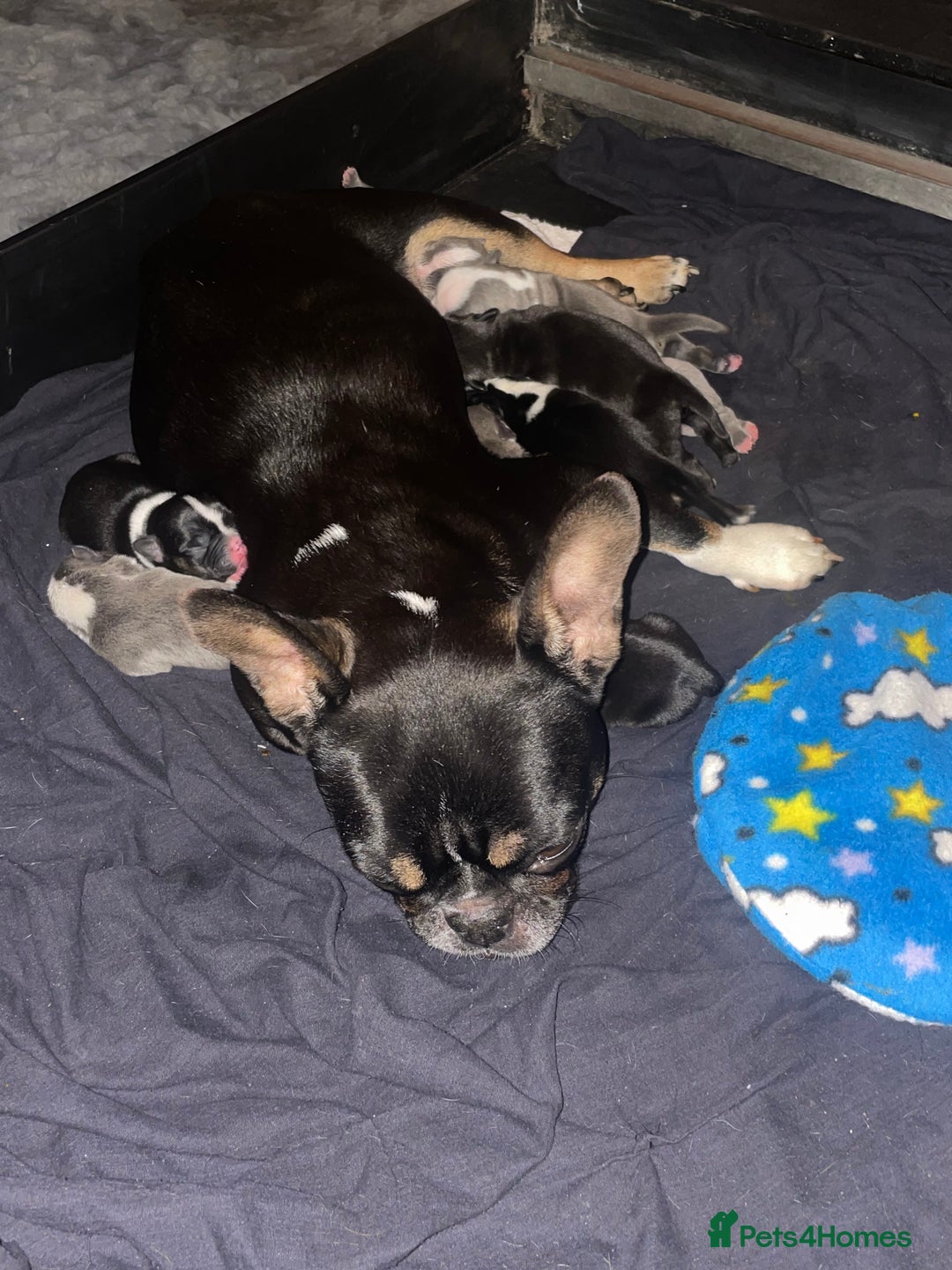 Mixed Breed dogs for sale: Frenchie x pocket bully  - Image 11