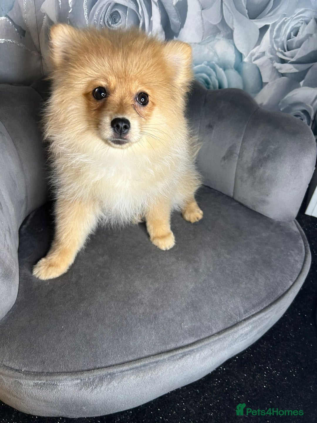 Pomeranian dogs for sale: Pomeranian puppies in Erith - Image 7