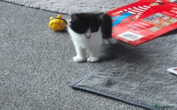 Mixed Breed cats for sale: 4 black and white kittens - Image 2
