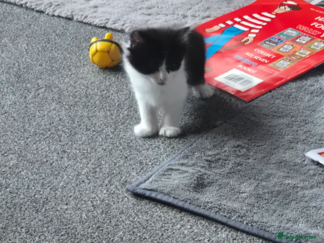 Mixed Breed cats for sale: 4 black and white kittens - Image 2