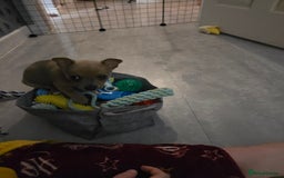 Mixed Breed dogs for sale: Meet Odin (REHOMED STC) - Image 2