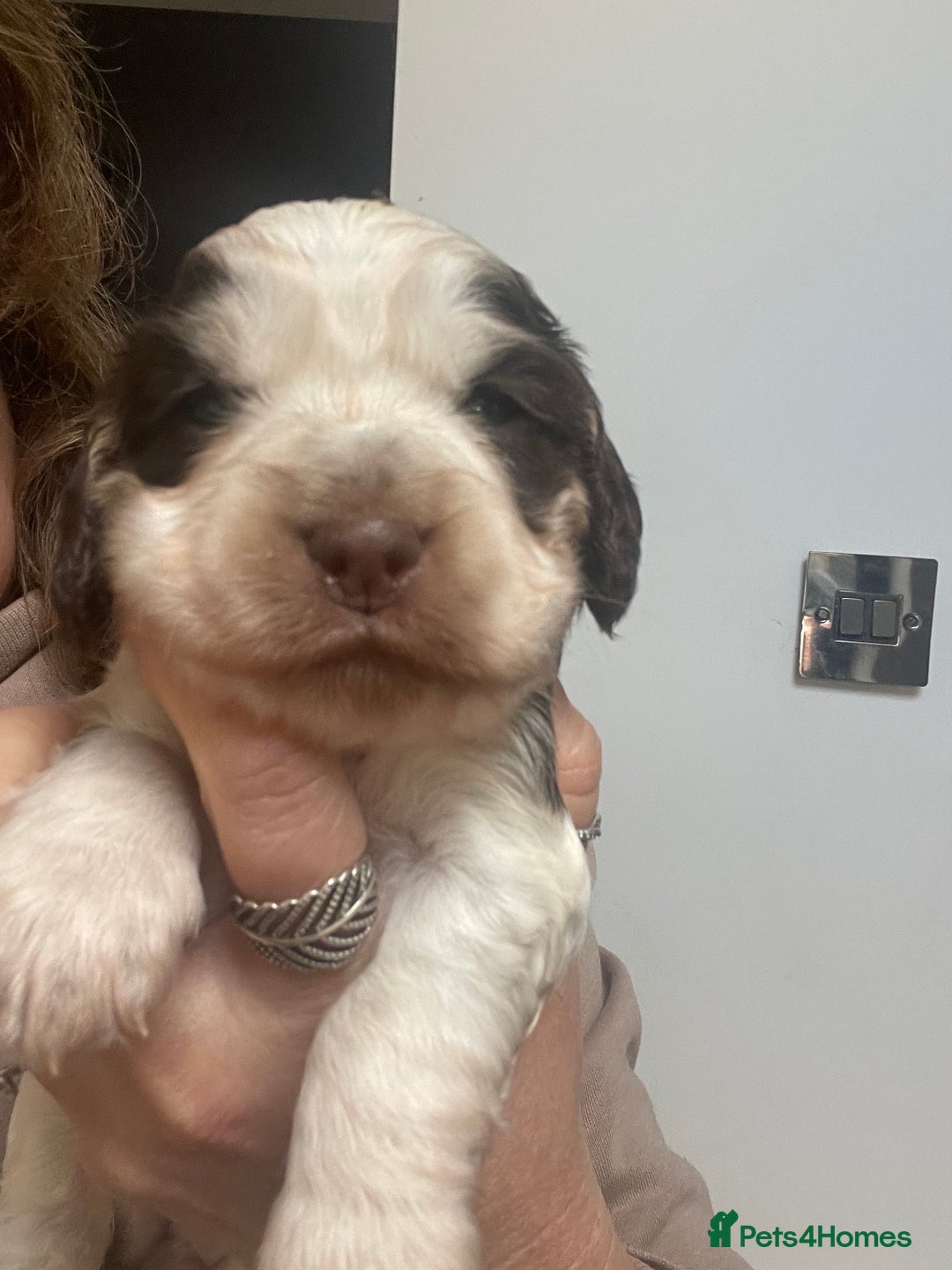Cocker Spaniel dogs for sale: Beautiful health tested Cocker spaniel pups  - Advert 19