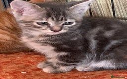 Mixed Breed cats for sale: Beautiful playful kittens  - Image 3