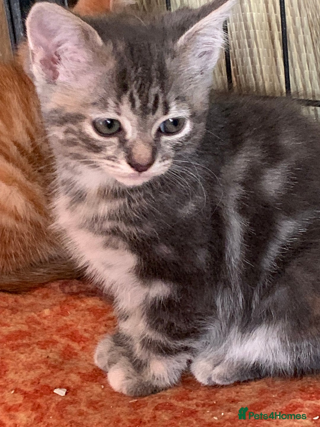 Mixed Breed cats for sale: Beautiful playful kittens  - Image 3