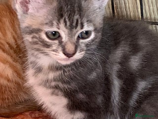 Mixed Breed cats - Advert 24