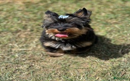 Yorkshire Terrier dogs for sale: Tiny Boys !!! Pedigrees !!! in Coventry - Image 19