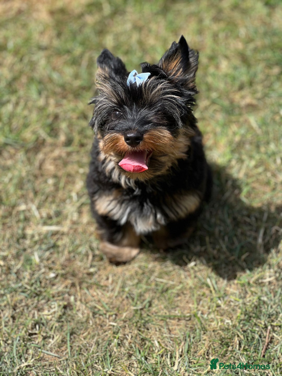 Yorkshire Terrier dogs for sale: Tiny Boys !!! Pedigrees !!! in Coventry - Image 19