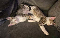 Mixed Breed cats for sale: Mixed Breed Kitten for sale - Image 6