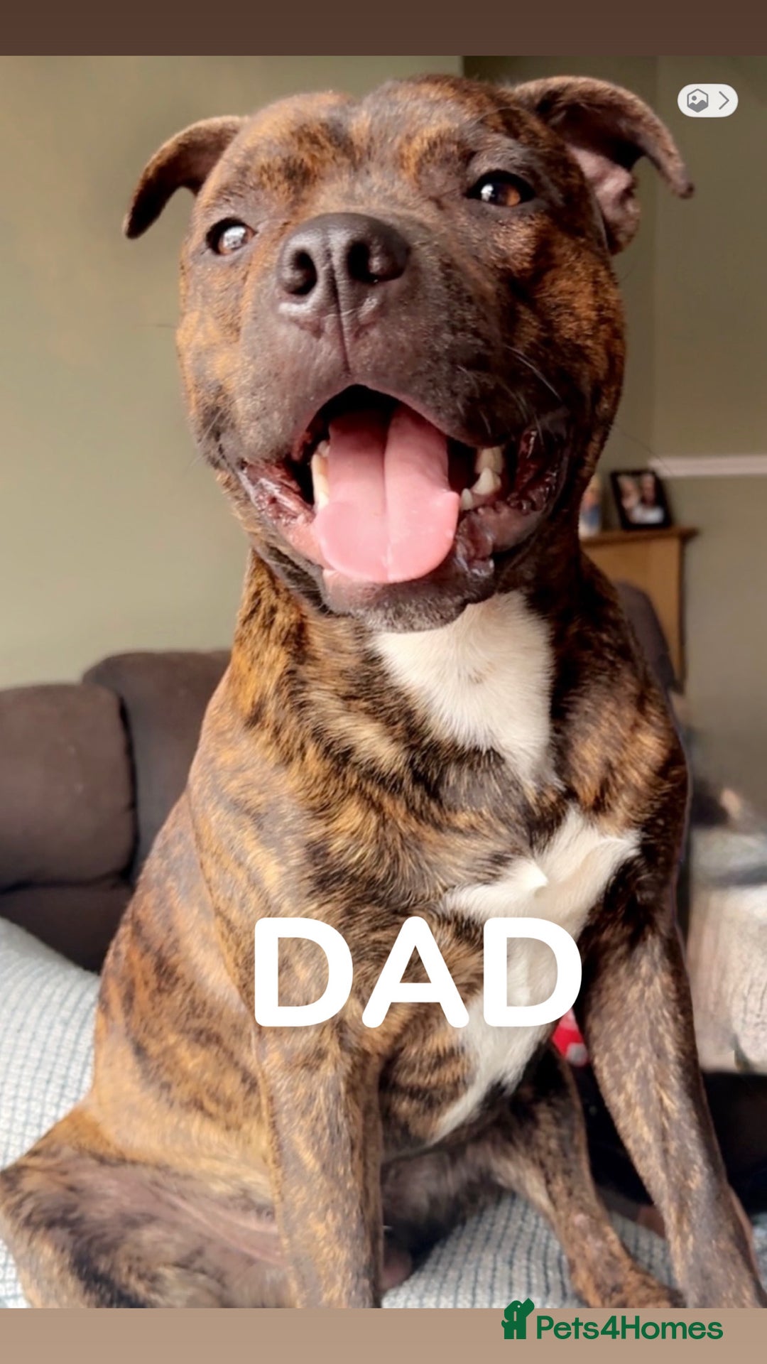 Mixed Breed dogs for sale: Staffy mixed breed pups  - Advert 8