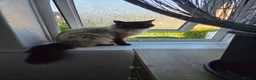 Ragdoll cats for sale: Leo Radgol - Advert 2