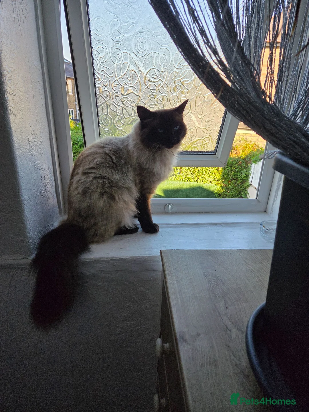 Ragdoll cats for sale: Leo Radgol - Advert 2