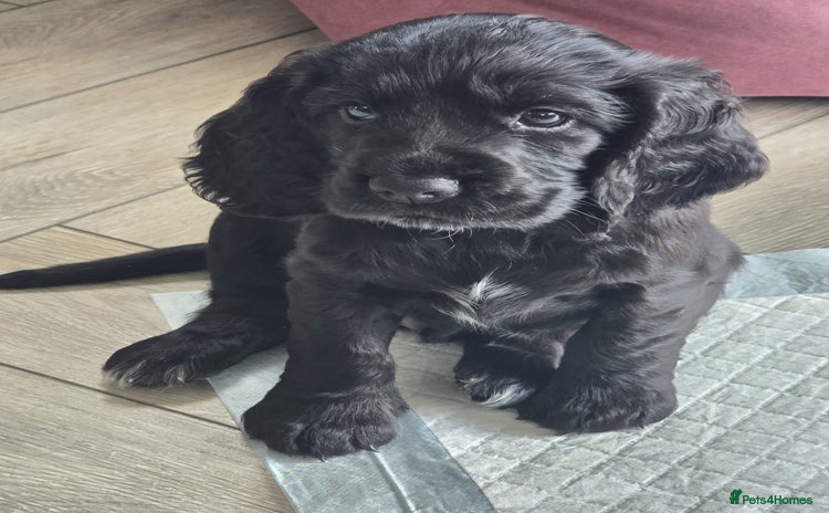 Cocker Spaniel dogs - Advert 15