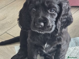 Cocker Spaniel dogs - Advert 35