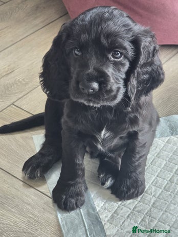 Cocker Spaniel dogs - Advert 15