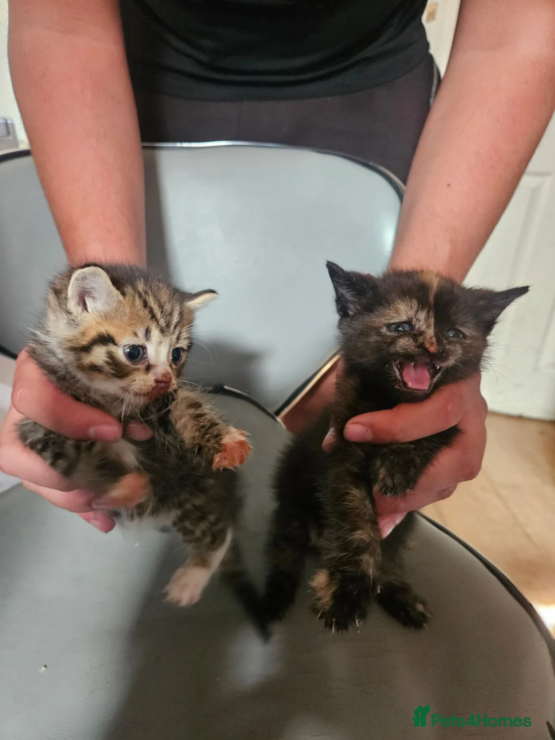 Mixed Breed cats for sale: Kitten - Advert 2
